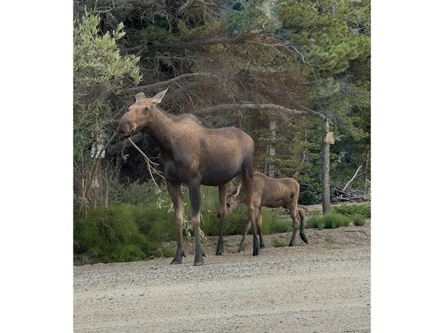 355 Texas Dr, Idaho Springs, CO 80452