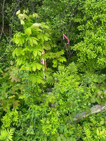123 Rte 5 LOT #3, Westminster, VT 05158