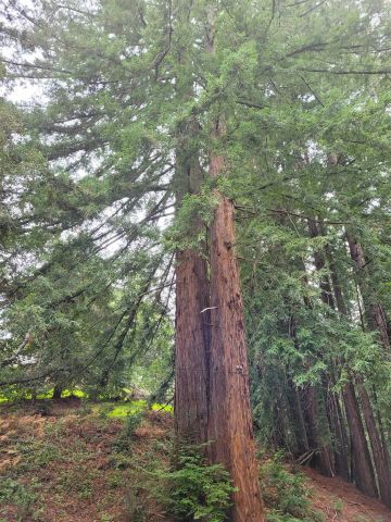 16885 Laurel Road, Los Gatos, CA 95033