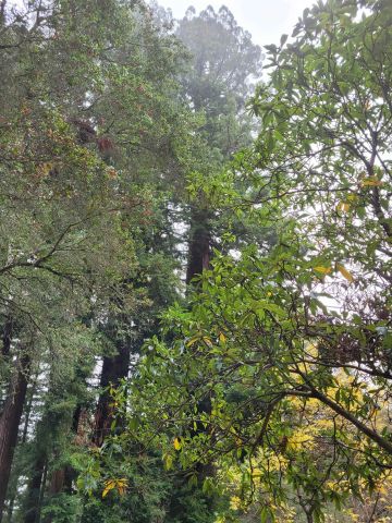 16885 Laurel Road, Los Gatos, CA 95033