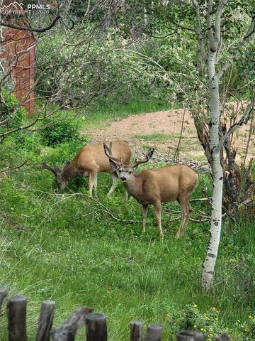 325 Willow Road, Divide, CO 80814