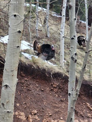 325 Willow Road, Divide, CO 80814