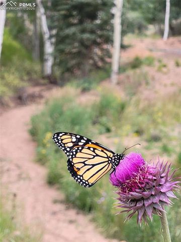 325 Willow Road, Divide, CO 80814