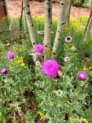 325 Willow Road, Divide, CO 80814