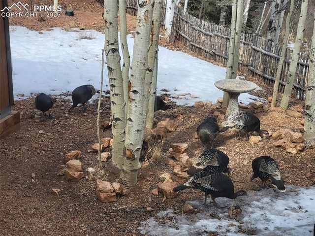 325 Willow Road, Divide, CO 80814