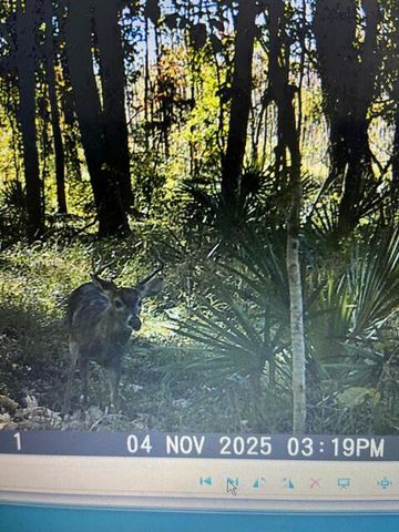 0 Bama Road, Cottageville, SC 29435