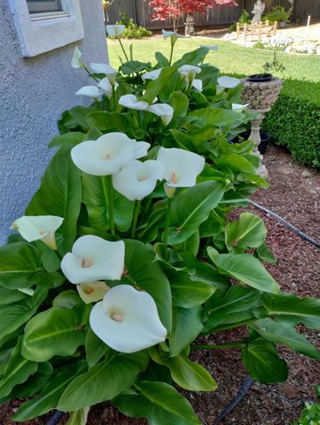 2805 Granite Park Ln, Elk Grove, CA 95758