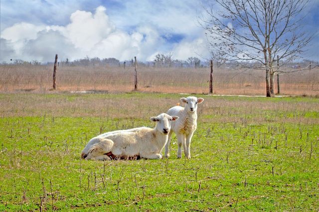 305 County Road 108, Caldwell, TX 77836