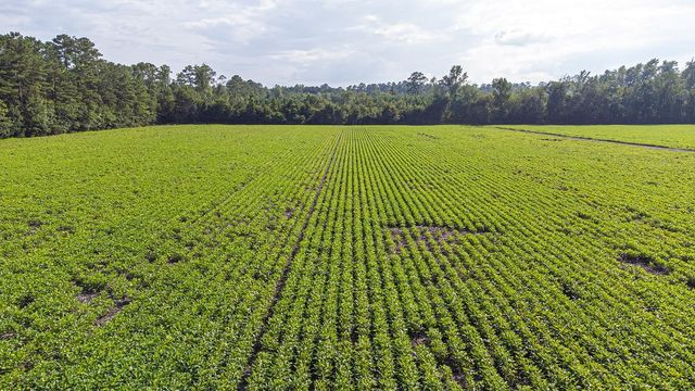 TBD 37 Acres Highway 9 W, Nichols, SC 29581