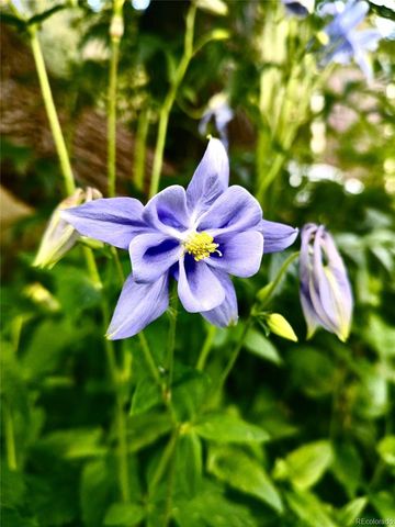 10510 S Deer Creek Road, Littleton, CO 80127