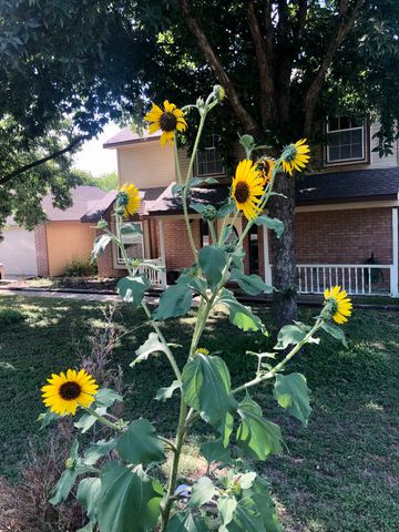 5227 E Fm 875, Waxahachie, TX 75167