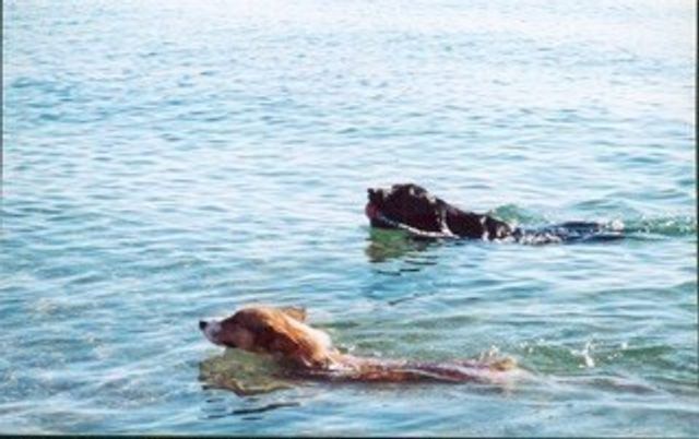 66 Centerville Way, Plymouth, MA 02360