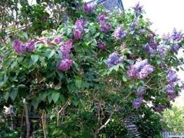 66 Centerville Way, Plymouth, MA 02360