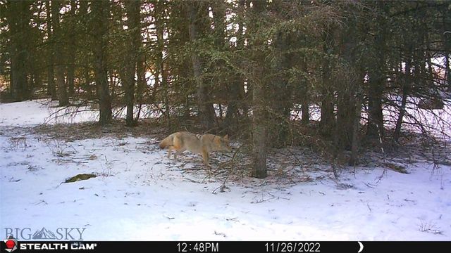 1 Seven Point Road, Livingston, MT 59047