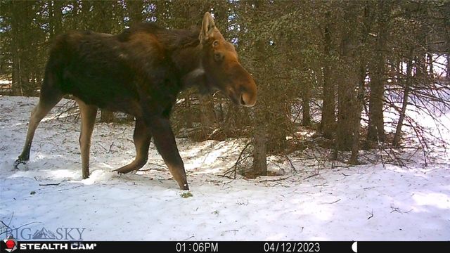 1 Seven Point Road, Livingston, MT 59047