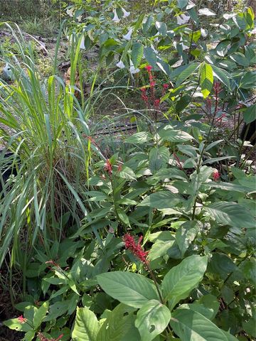 14977 SE COUNTY ROAD 2082, Hawthorne, FL 32640