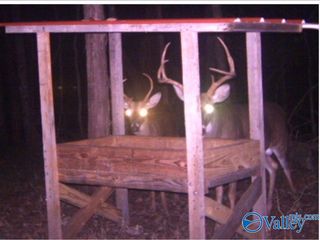 80 ACRES Upper Hurricane Road, New Market, AL 35761