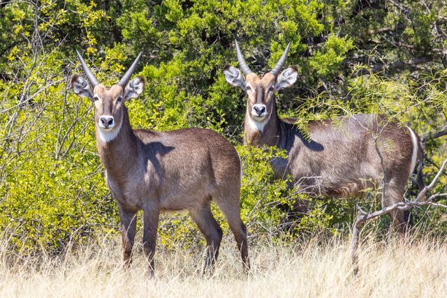 3021 Fm-1689, Comanche, TX 76442