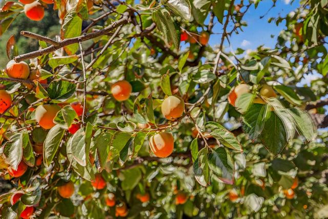 8970 S Butte Rd, Sutter, CA 95982