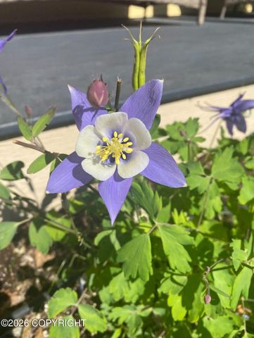 5068 S Snowshoe Parkway, Wasilla, AK 99654