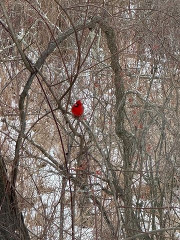 65 Brookdale Cir 65, Shrewsbury, MA 01545