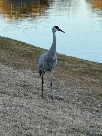 8293 BRIDGEPORT BAY CIRCLE, Mount Dora, FL 32757