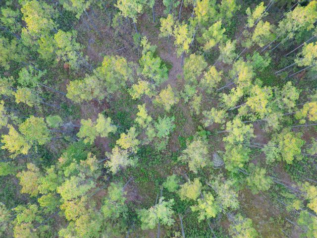 0000 Peniel Road, Walterboro, SC 29488