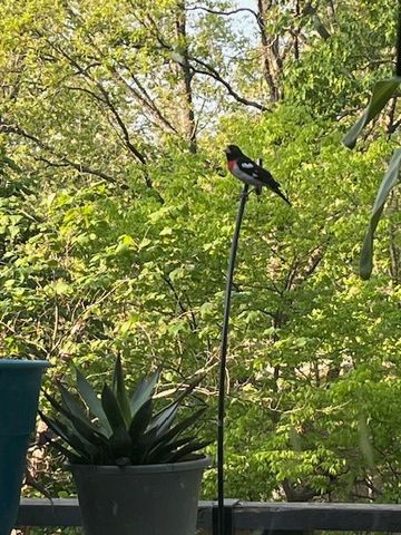 34 Basore Drive, Bella Vista, AR 72715