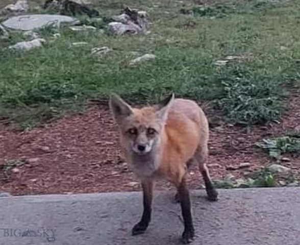 90 Buffalo Lance Road, Cameron, MT 59720