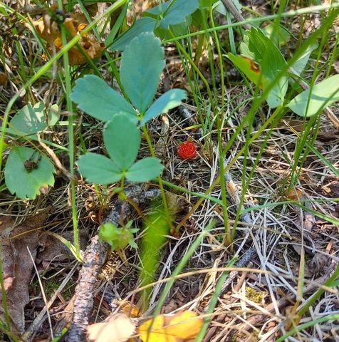 90 Buffalo Lance Road, Cameron, MT 59720