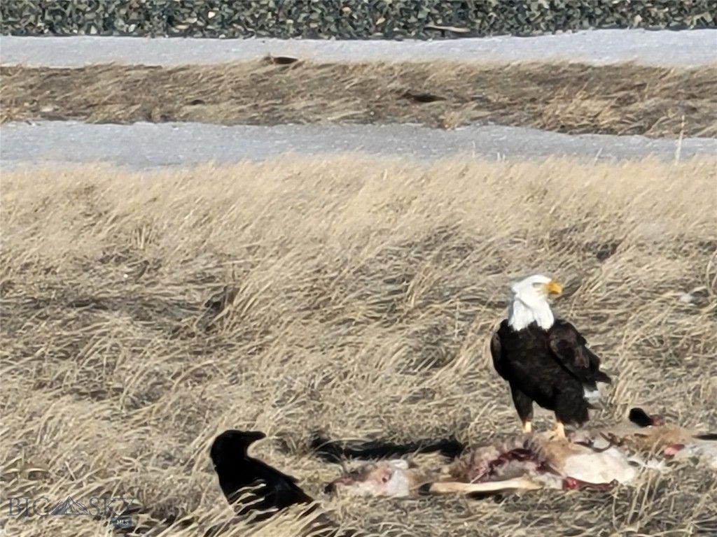 TBN N/A, Drummond, MT 59832 photo 8