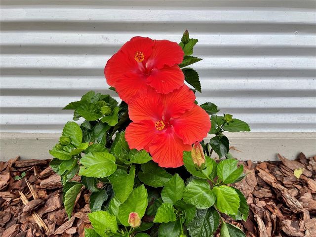 1715 NE 6TH PLACE, Gainesville, FL 32641