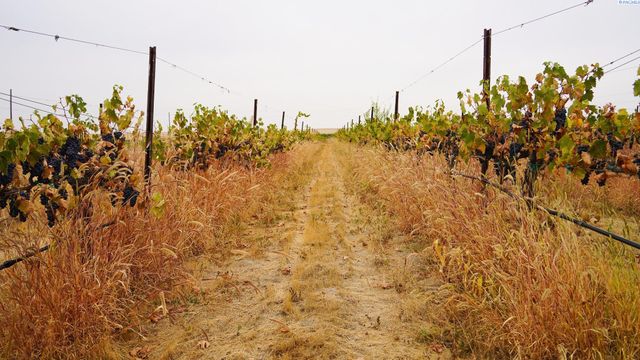 58802 N Hinzerling Rd., Prosser, WA 99350