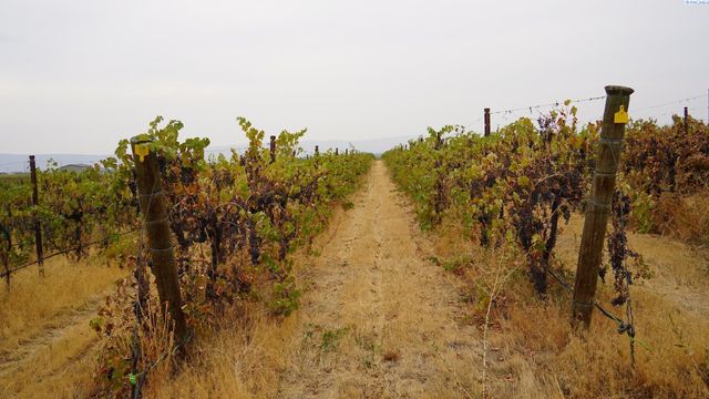 58802 N Hinzerling Rd., Prosser, WA 99350