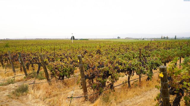 58802 N Hinzerling Rd., Prosser, WA 99350