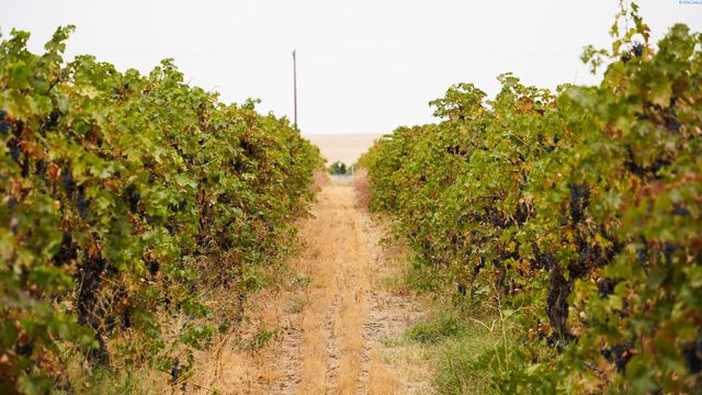 58802 N Hinzerling Rd., Prosser, WA 99350