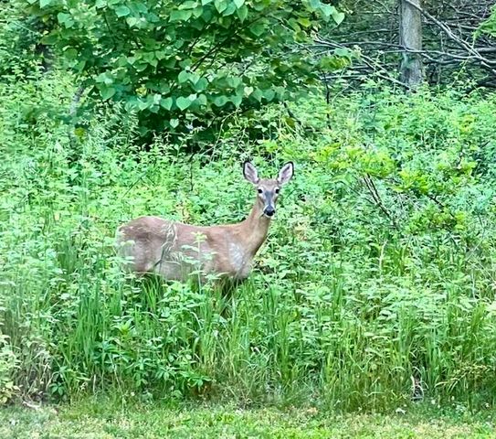 18610 M 86, Three Rivers, MI 49093