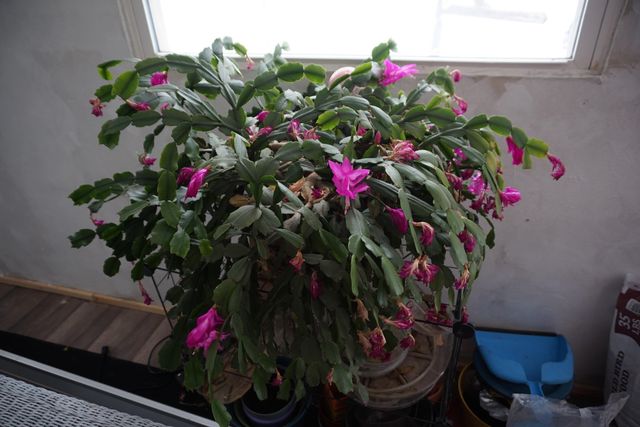 6970 Wickert Road, Hale, MI 48739