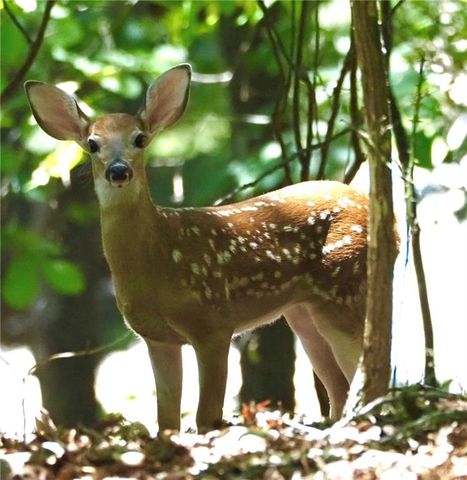 1045 Bear Paw Ridge, Dahlonega, GA 30533