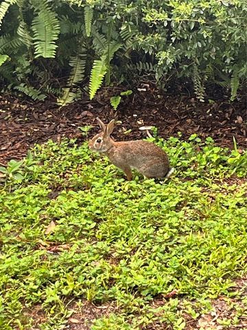 1244 CREEK WOODS CIRCLE, St Cloud, FL 34772