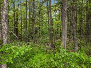 Off of Mc Claine Road, Hayward, WI 54843