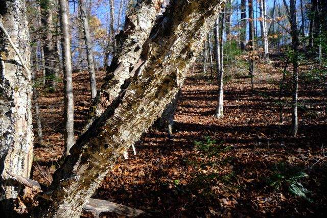 592 Vertical Mile Road, Wheelock, VT 05851