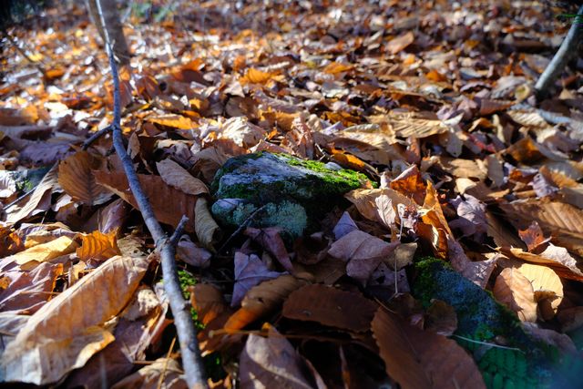 592 Vertical Mile Road, Wheelock, VT 05851