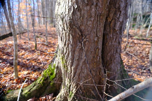 592 Vertical Mile Road, Wheelock, VT 05851