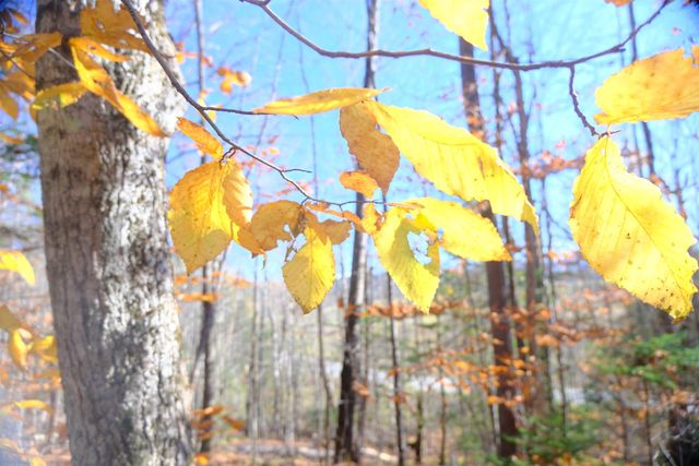 592 Vertical Mile Road, Wheelock, VT 05851