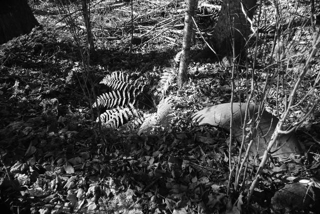 592 Vertical Mile Road, Wheelock, VT 05851