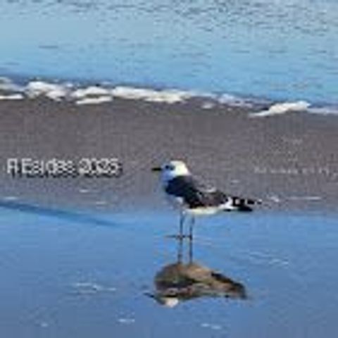 40 Folly Field Rd Apt C248, Hilton Head Island, SC 29928