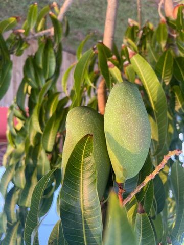 120 Banyan Drive, Port St. Lucie, Port St Lucie, FL 34952