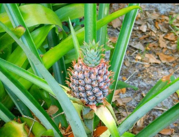 120 Banyan Drive, Port St. Lucie, Port St Lucie, FL 34952