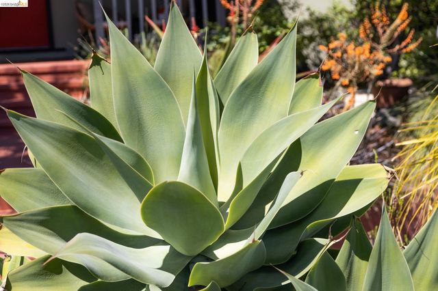 1250 Ocean Ave, Emeryville, CA 94608